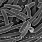 Bacteria May Form Societies