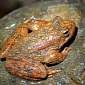 Bacteria Now Used to Rescue Endangered Frog Species