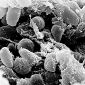 Bacteria That Caused Plague Came from China