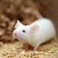 Bacteria Used to Prevent Obesity in Mice Eating a High-Fat Diet