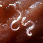 Bacterial Toxin Used as Insecticide Kills Intestinal Worms