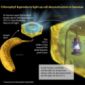 Bad Bananas 'Glow' Blue in Ultraviolet Wavelengths