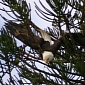 Bald Eagle Stuck Upside Down in a Tree Is Rescued by Firefighters