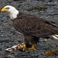 Bald Eagles Dying in Utah at Alarming Rates