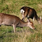 Bambi Fans Will Fight Deer Culling in Scotland