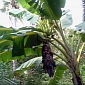Banana Emergency Caused by Insect Infestation in Costa Rica