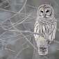 Barred Owls Are Endangering Spotted Owls in Pacific Northwest