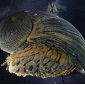 Basing Armor Design on Snails' Shells