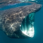 Basking Shark Washes Ashore in Rhode Island