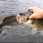 Bass Angler Catches Two Fish While One Tries to Swallow the Other
