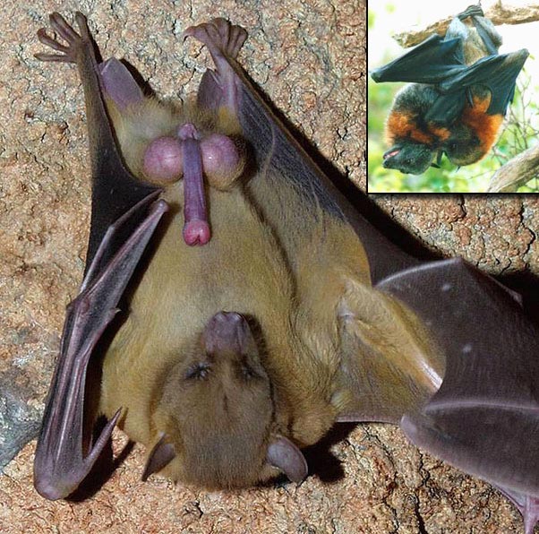 Bat Females too Have Menstrual Cycle 2