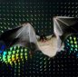 Bat Flight Inspires Rescue and Spying Aircrafts