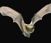 Bats Detect Earth's Magnetic Field Using Magnetite!
