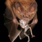 Bats Learn What Food is Eatable by Listening to their Neighbors