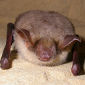 Bats Need Sunlight for Compass 'Tuning'