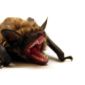 Bats' Neurons Select Sounds They Want to Hear