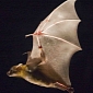 Bats Save Inertial Energy During Flight