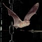 Bats Shift Echolocation Sound Pitch to Get Around