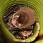 Bats in Costa Rica Turn Leaves Into Hearing Aids, Use Them to Funnel Sound