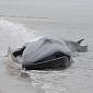 Beached Fin Whale Dies on the Shores of NYC