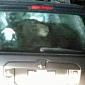 Bear Breaks into Car near Lake Tahoe, Three Incidents Reported – Viral