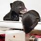 Bear Cubs Left Abandoned in a Cardboard Box Are Rescued by Firefighter