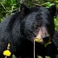 Bear Falls from the Sky, Crashes Birthday Party, Eats All the Cupcakes