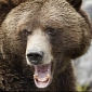 Bear Mauls Man Trying to Hunt It in Alaska