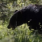 Bear Mauls Man in Alaska, He Could Face Charges for Feeding It