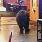 Bear Wanders into Estes Park Bar in Colorado