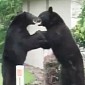 Bears Filmed Battling It Out in New Jersey Suburb