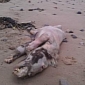 Beast of Tenby: Mysterious, Unidentified Creature Found on the Beach in the UK