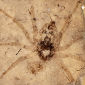 Beautiful, Ancient Spider Fossil Discovered