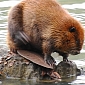 Beaver Spotted in the Wild in England for the First Time in 500 Years