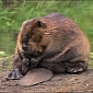 Beaver Species Hunted to Extinction 5 Centuries Ago Makes a Comeback in Britain