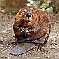 Beavers Could Be the Best Ecosystem Engineers