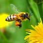 Bee-Harming Pesticides Ban Comes into Effect in the EU
