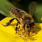 Bee-Harming Pesticides Now Banned in the EU