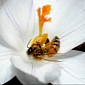 Bee Queens Are One Gene Away from Workers