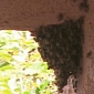 Bee Swarm Kills Dog in North Hollywood
