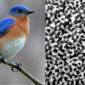 Beer Foam Gives Birds' Feathers Color