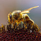 Bees Addicted to Coffee and Cigarettes Too