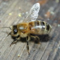 Bees United Against Hypertension