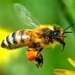 Bees Are Helping Airbus Keep Its Environmental Footprint in Check