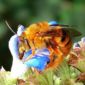 Bees Drinking Habits Resemble Humans'