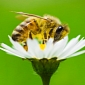 Bees Need Caffeine Almost As Much As Humans Do