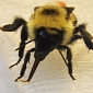 Bees Thrive in the Presence of Viscous, Sugary Nectars