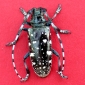 Beetle Attack – New England Targeted