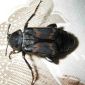 Beetle Seekers on International Quest for Rarest of Rare