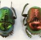 Beetles' Glow Inspires Laser Technology